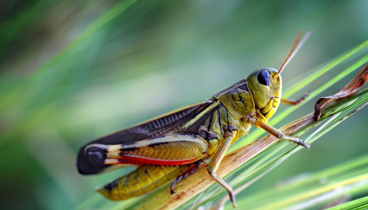 скакалец - Агро Телеграф: Скакалци атакуваха и нивите в Петричко