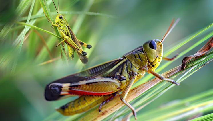 скакалец - НАПАДЕНИЕ ОТ СКАКАЛЦИ В КАЗАХСТАН: Правителството хвърля милиони в битката с крилатата напаст!