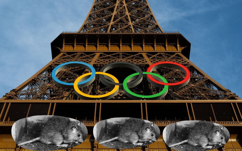 Rats the scale of cats assault Paris (video) – Extra enjoyable – Paris 2024