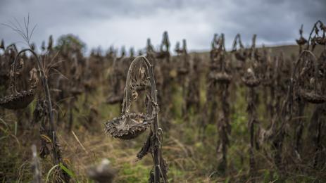 суша реколта