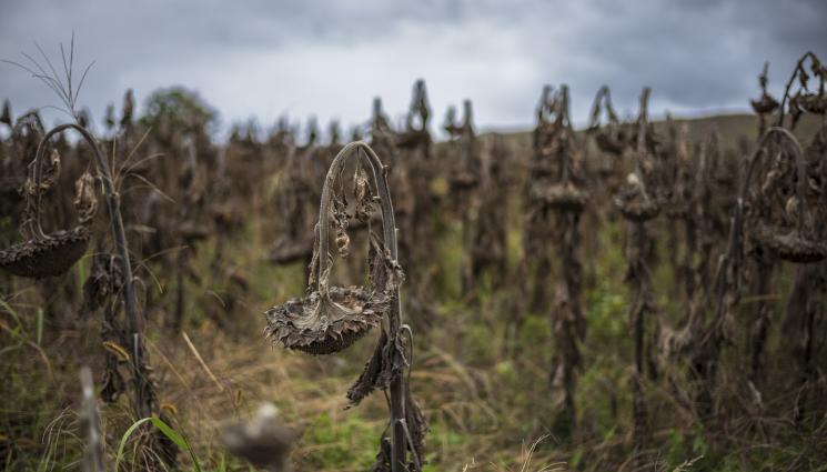 суша реколта - Агро Телеграф: Слънчоглед и фасул изгоряха от слънцето