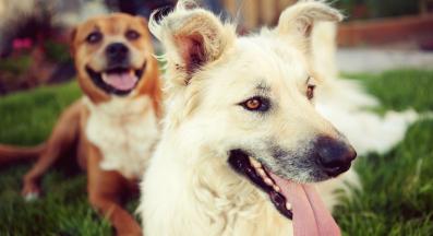 куче феромони