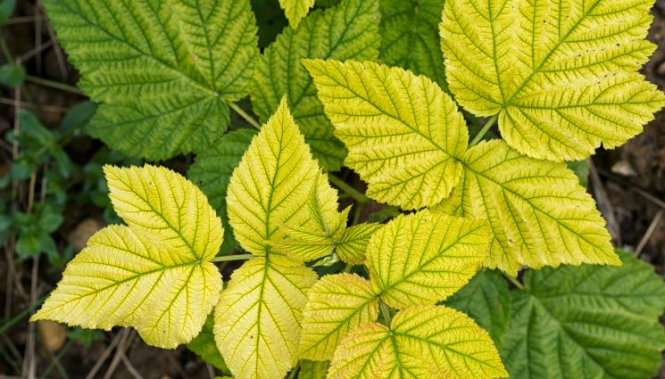 листа - Агро Телеграф: Жълти листа – белег за липса на азот