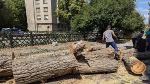 Премахват опасни тополи в центъра на Плевен Във връзка с