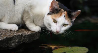 котка и цветя