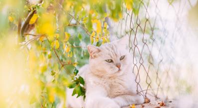 котка навън