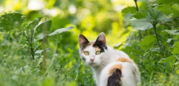 Три растения, които да посадите в градината си за вашата котка