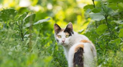 котка навън