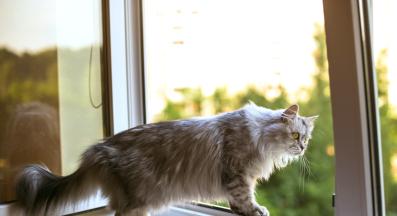 котка до прозорец