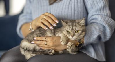 котка в скут