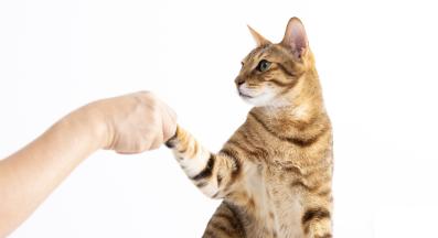 домашна котка