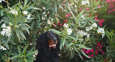 Гордън сетер