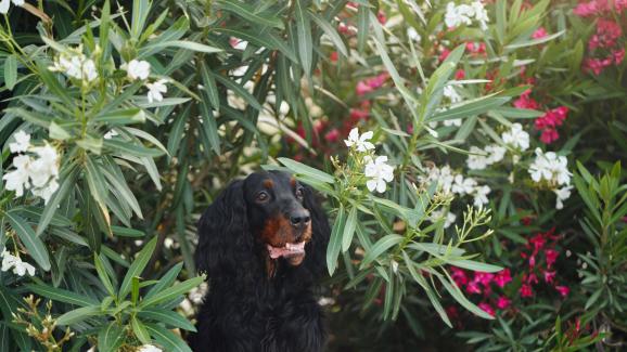 Гордън сетер