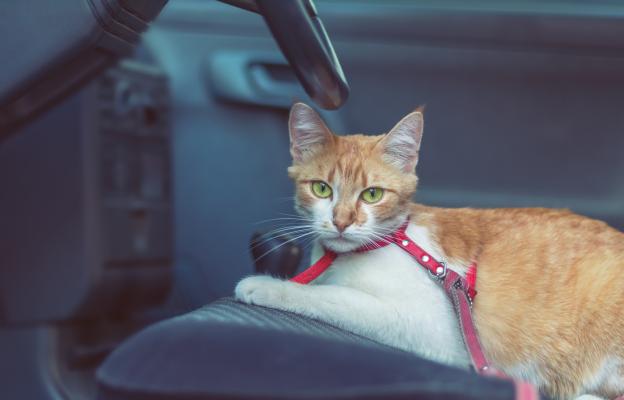 пътуване с котка