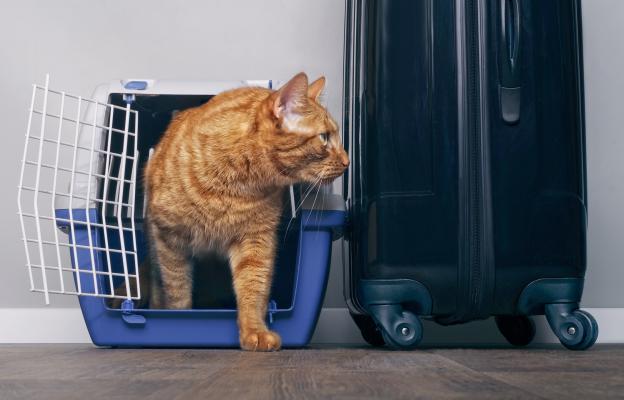 пътуване с котка