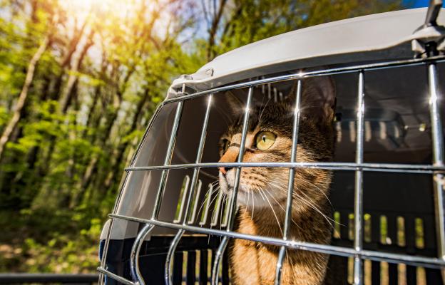 пътуване с котка