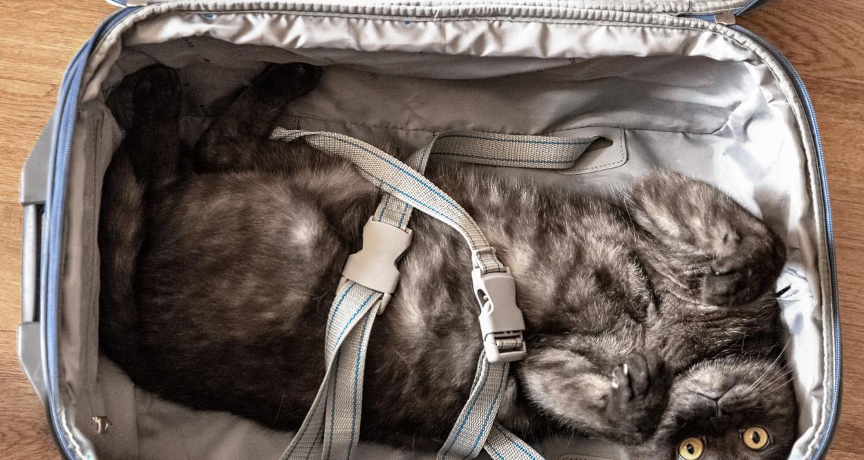 пътуване с котка