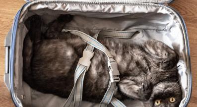 пътуване с котка