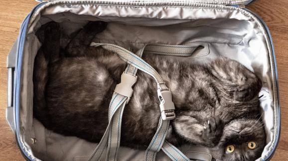 Как да пътувате с котка: 14 съвета и трикове, които да приложите