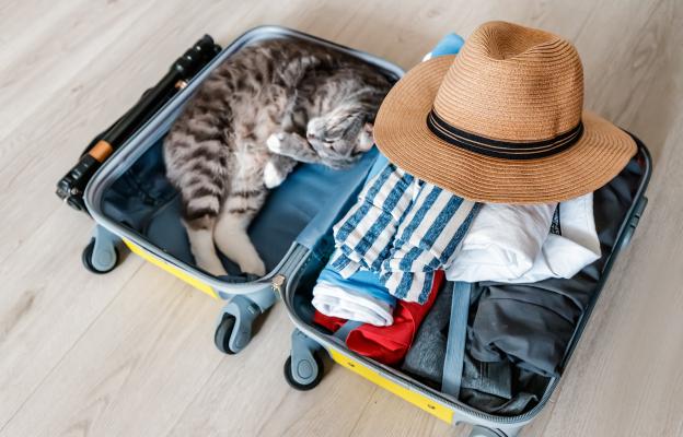 пътуване с котка