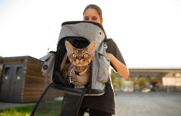 пътуване с котка