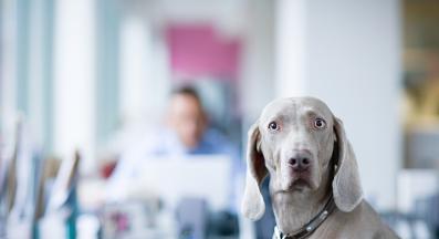 куче объркано