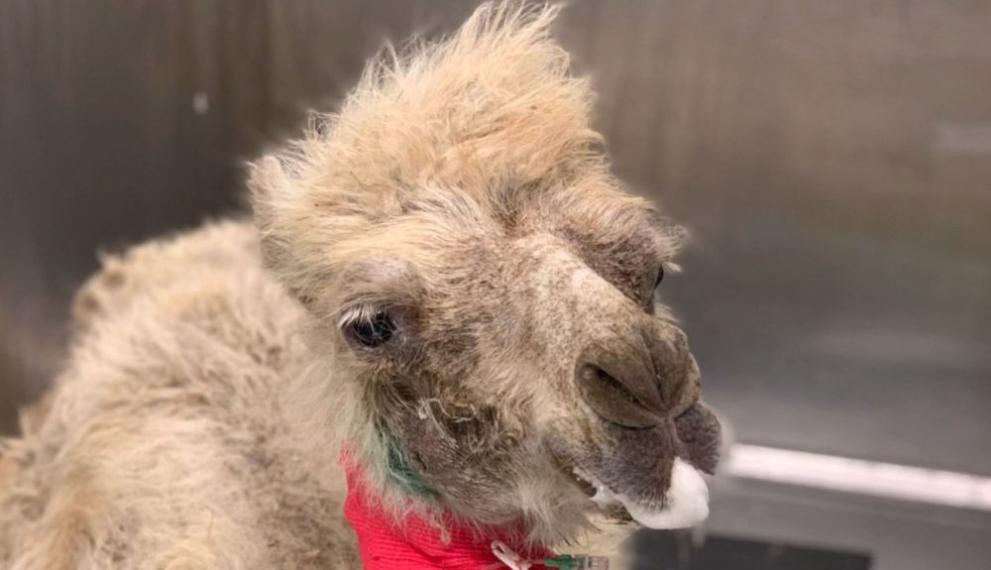  камилата Коко 