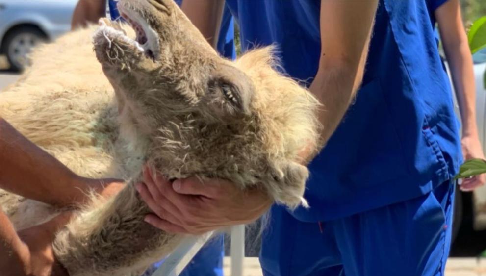  камилата Коко 