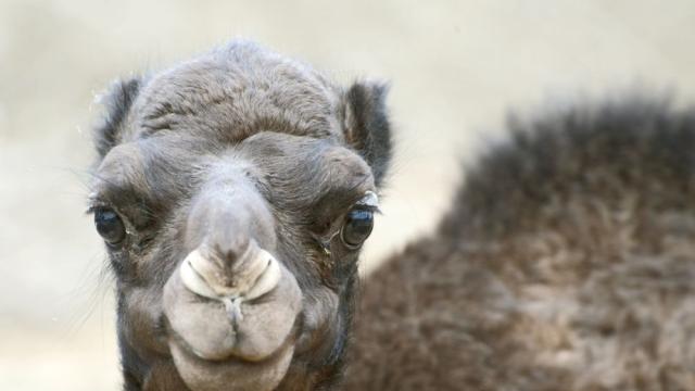 Необикновен домашен любимец: Столични ветеринари спасиха бебе камила (СНИМКИ/ВИДЕО)