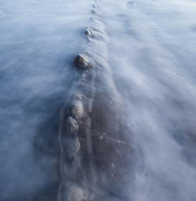 морски звяр