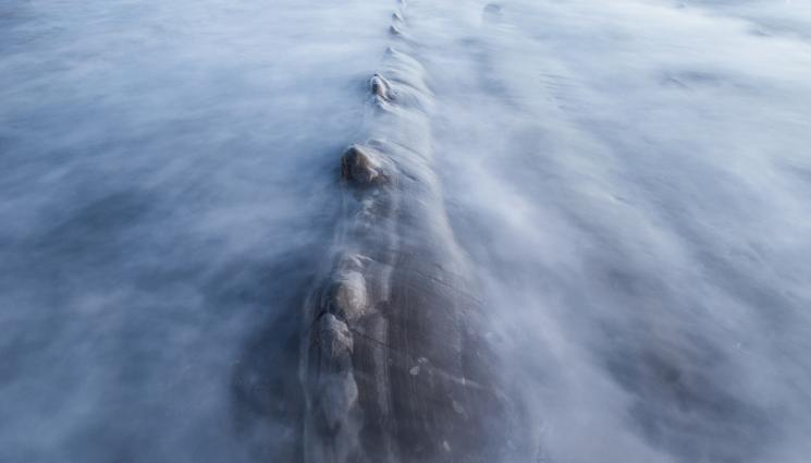 морски звяр - Мега звяр живее над 500 години в дълбините на океана!