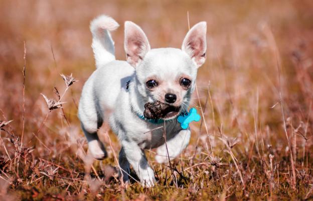 куче изпражнения