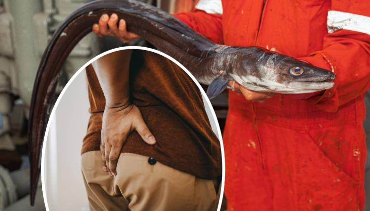 змиорка - ГАДОСТ: Извратеняк си напъха 66-сантиметрова жива змиорка отзад! (СНИМКИ)