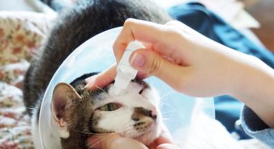 поставяне на капки за очи на котка