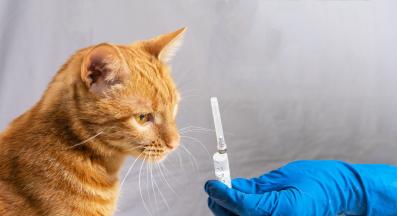 обезпаразитяване на котка