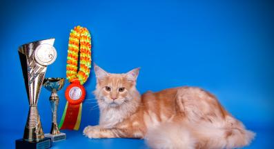 котка играе