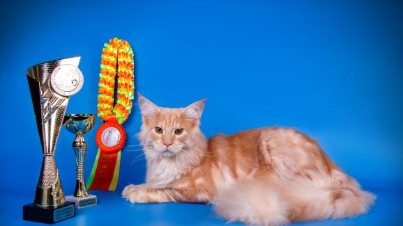 8 идеи за забавни олимпийски игри за котката у дома