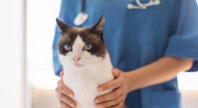 котка при ветеринар