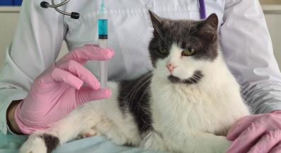 котка при ветеринар