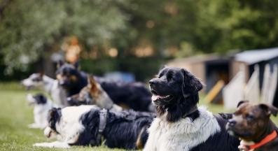 куче дресура