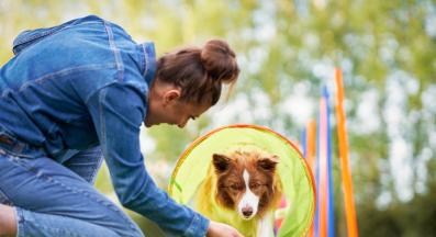 куче дресура