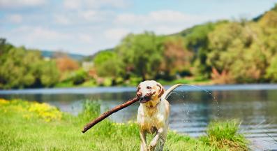 куче разходка