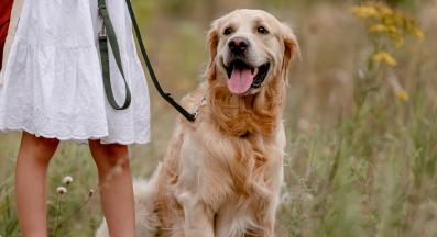 куче разходка