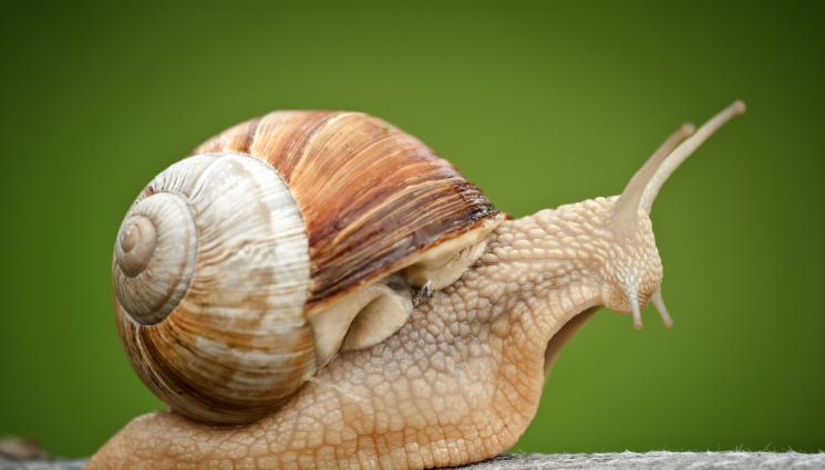 охлюв - ЗЛАТНО ВРЕМЕ: Гоним охлювите с чесън