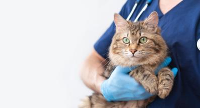 котка при ветеринар