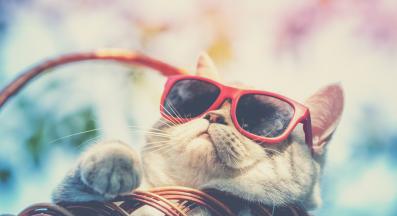 котка през лятото