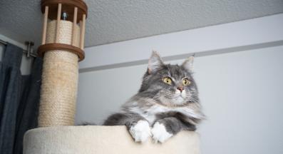 домашна котка