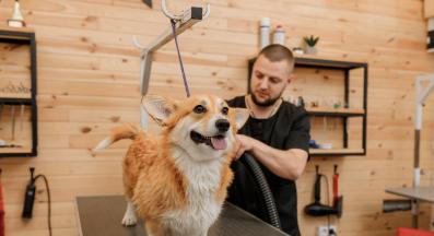 куче грумър