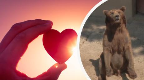 мечок васко