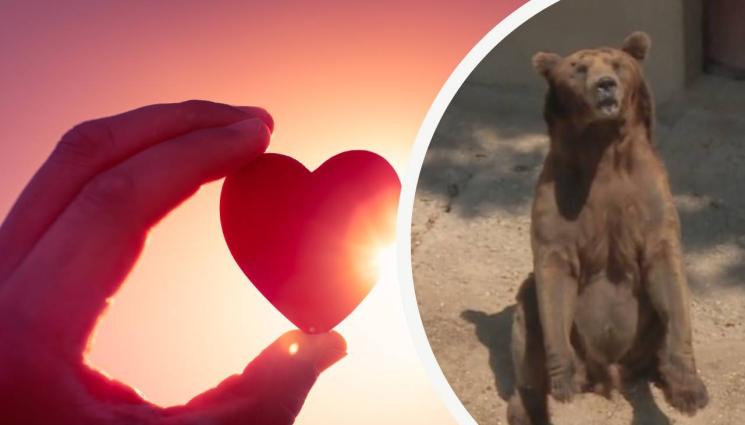 мечок васко - ВСИЧКО Е ЛЮБОВ: Мечокът Васко си търси гадже